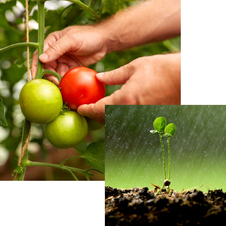 INOVEG-index-780×780